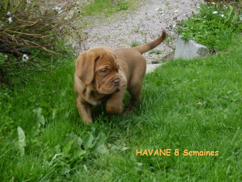 havane 8 semaines