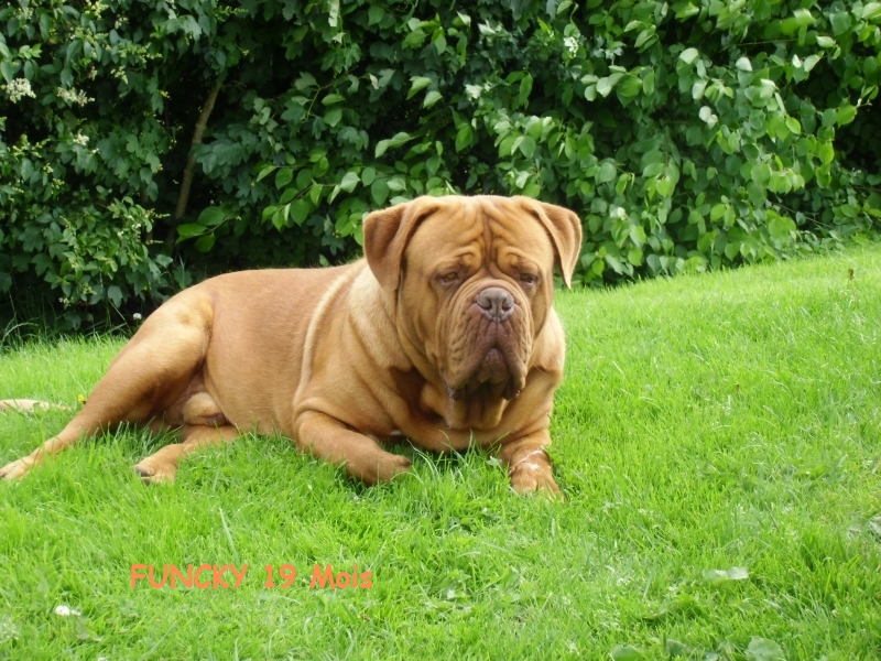 funcky des gardiens d`automne, elevage dogue de bordeaux