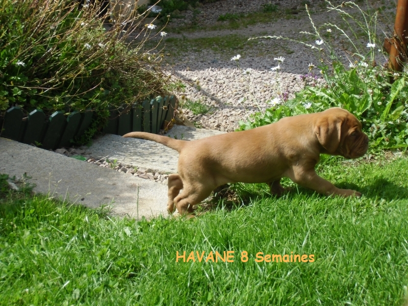 havane 8 semaines des gardiens d automne