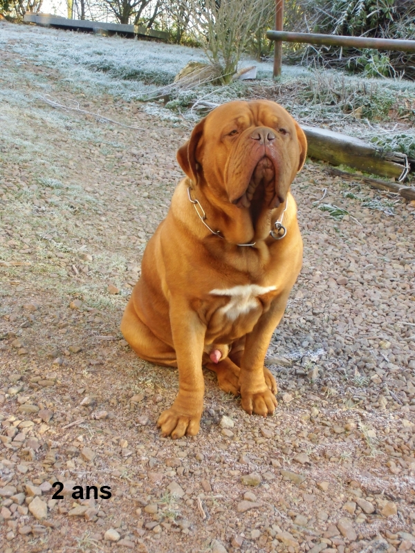 funcky dogue de bordeaux