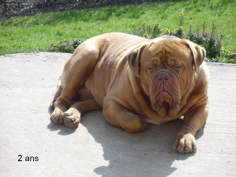 funcky dogue de bordeaux