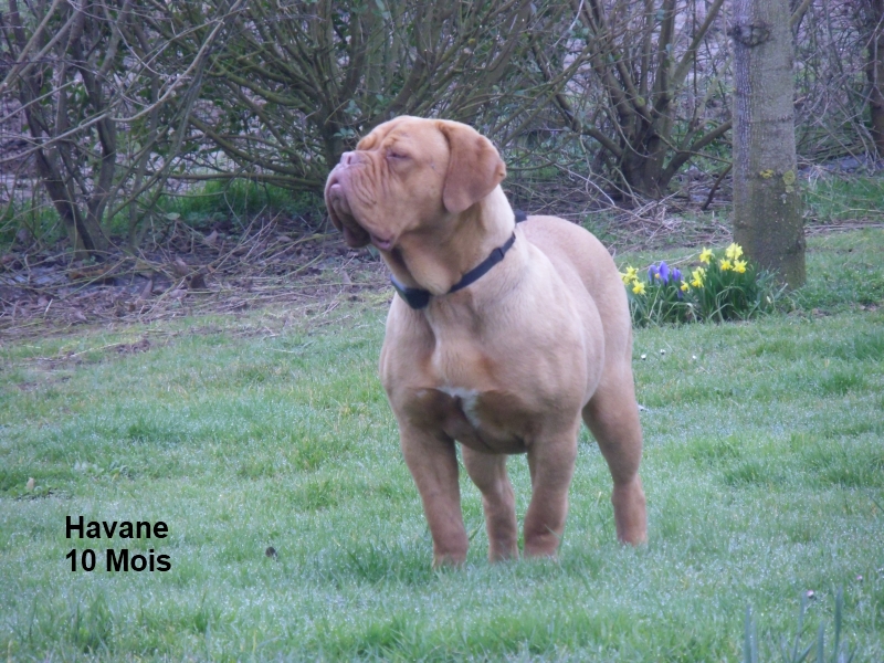havane dogue de bordeaux