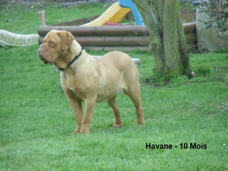 havane 10 mois dogue de bordeaux