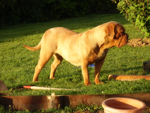 havane dogue de bordeaux