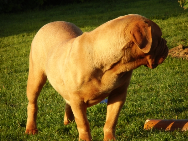 havane des pas de tacite