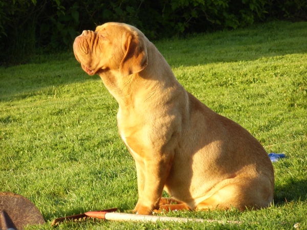 havane des pas de tacite