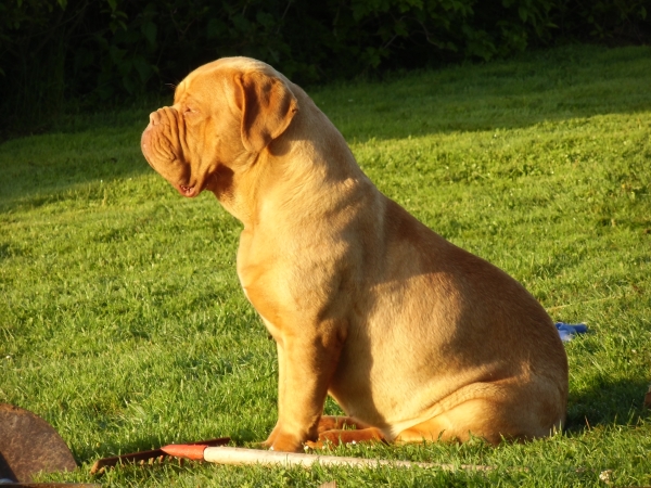 havane des pas de tacite