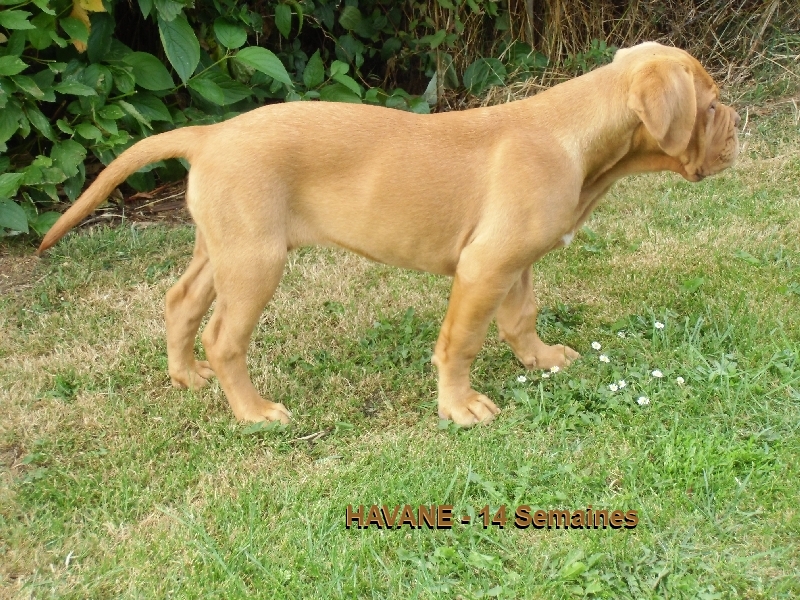 havane 14 semaines, dogue de bordeaux, des gardiens d`automne