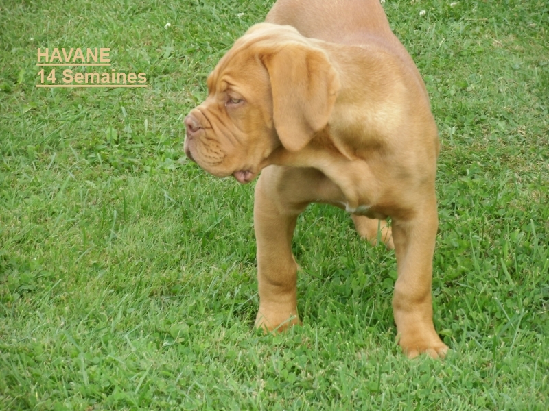 havane 14 semaines, dogue de bordeaux, des gardiens d`automne