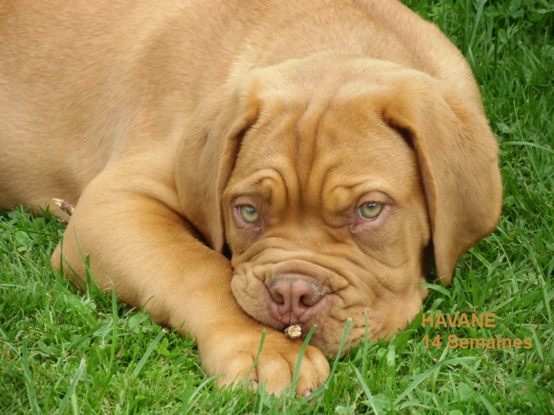 havane 14 semaines, dogue de bordeaux, des gardiens d`automne