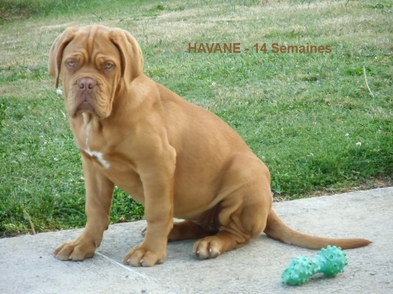 havane 14 semaines, dogue de bordeaux, des gardiens d`automne