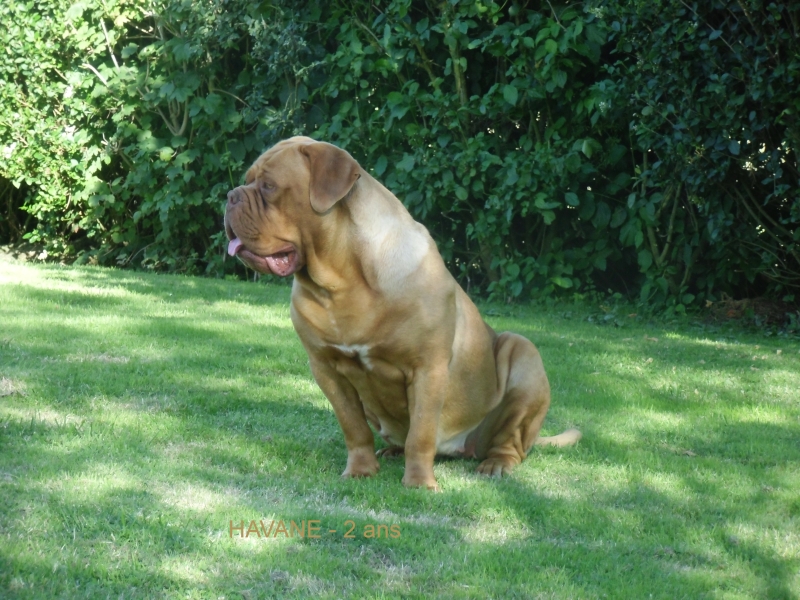 havane 0714 gardiens d automne