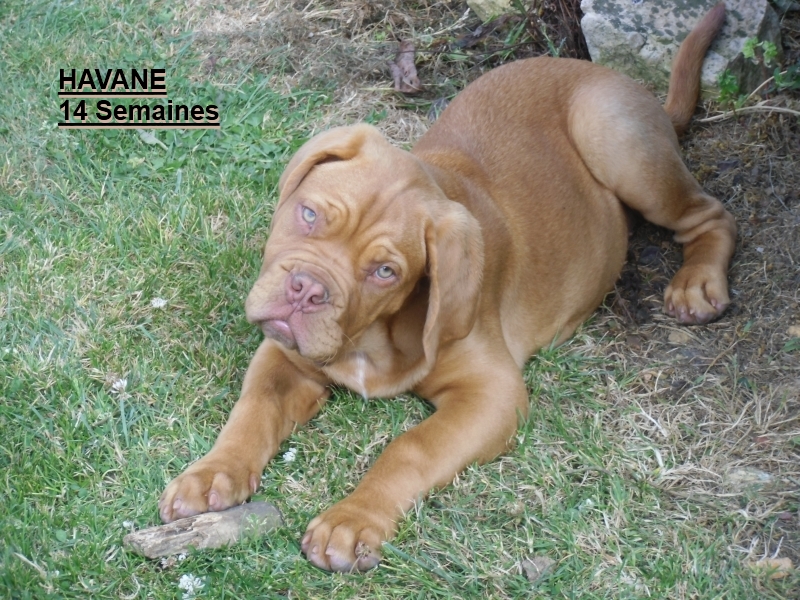 havane 14 semaines, dogue de bordeaux, des gardiens d`automne